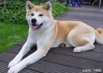 世上有多少种狗狗,世上有几种狗狗叫什么名字