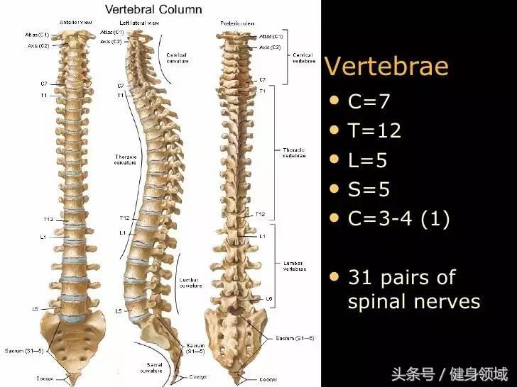 标准深蹲该如何正确完成,别犯这6个常见的深蹲错误