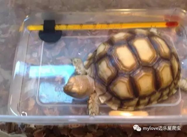 我是陆龟但是我也很怕热哦，千万不要让我暴晒哟