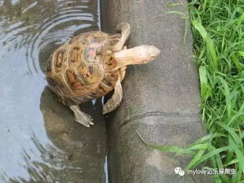我是陆龟但是我也很怕热哦，千万不要让我暴晒哟