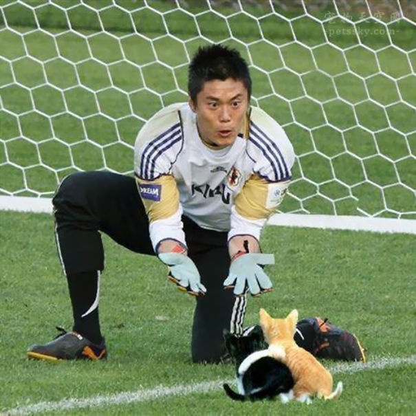 当把赛场上的足球PS成猫咪后，是不是有些搞笑？（12张）