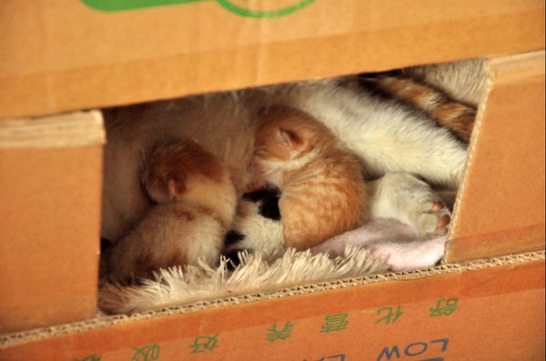 猫咪怀孕生产用药,猫咪怀孕生了小宝宝后怎么照顾