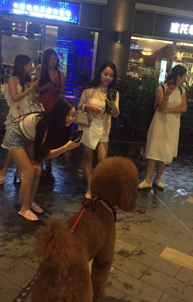 这么大的泰迪输出肯定不比人差，难怪这么多女的喜欢