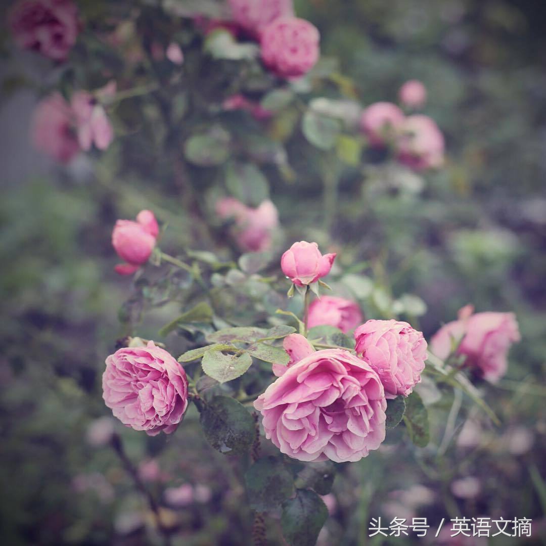 远方的你是我今生的挚爱,你是我唯一的挚爱