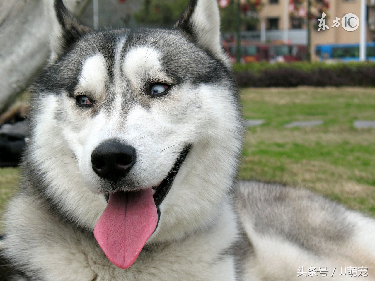 世上有多少种狗狗,世上有几种狗狗叫什么名字