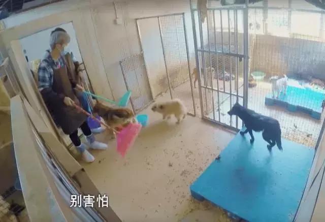 鹿晗约吧大明星,鹿晗关晓彤2017新年心愿