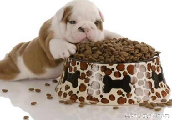 肠胃不好的狗狗如何养护,狗狗肠胃黏膜受损怎么养