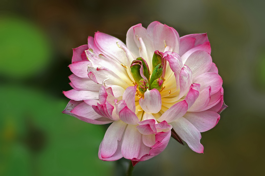 荷花和睡莲的区别在哪里,睡莲与荷花区别在什么地方