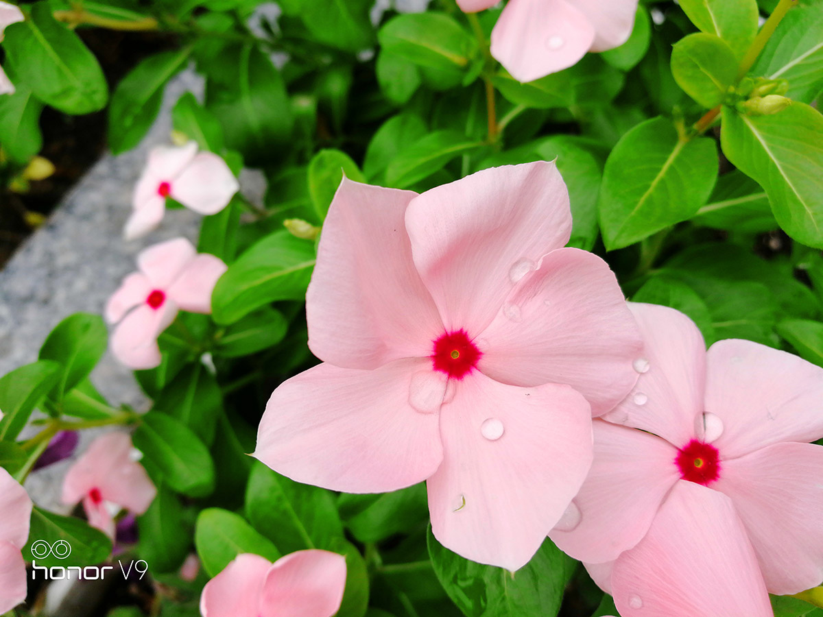 光荣9或v9值得购买吗,光荣v9光荣9哪个好