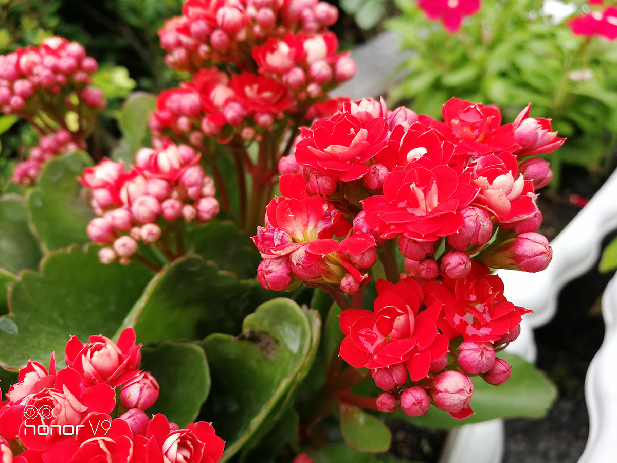 光荣9或v9值得购买吗,光荣v9光荣9哪个好