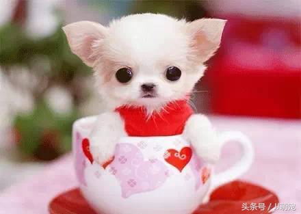 世上有多少种狗狗,世上有几种狗狗叫什么名字