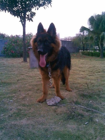 世上有多少种狗狗,世上有几种狗狗叫什么名字