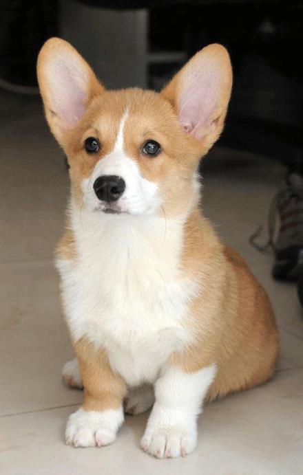 世上有多少种狗狗,世上有几种狗狗叫什么名字