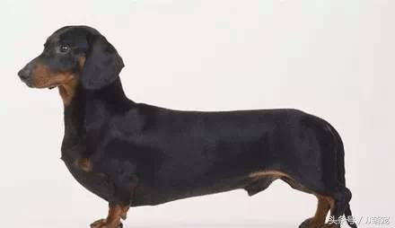 世上有多少种狗狗,世上有几种狗狗叫什么名字