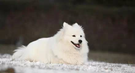 世上有多少种狗狗,世上有几种狗狗叫什么名字