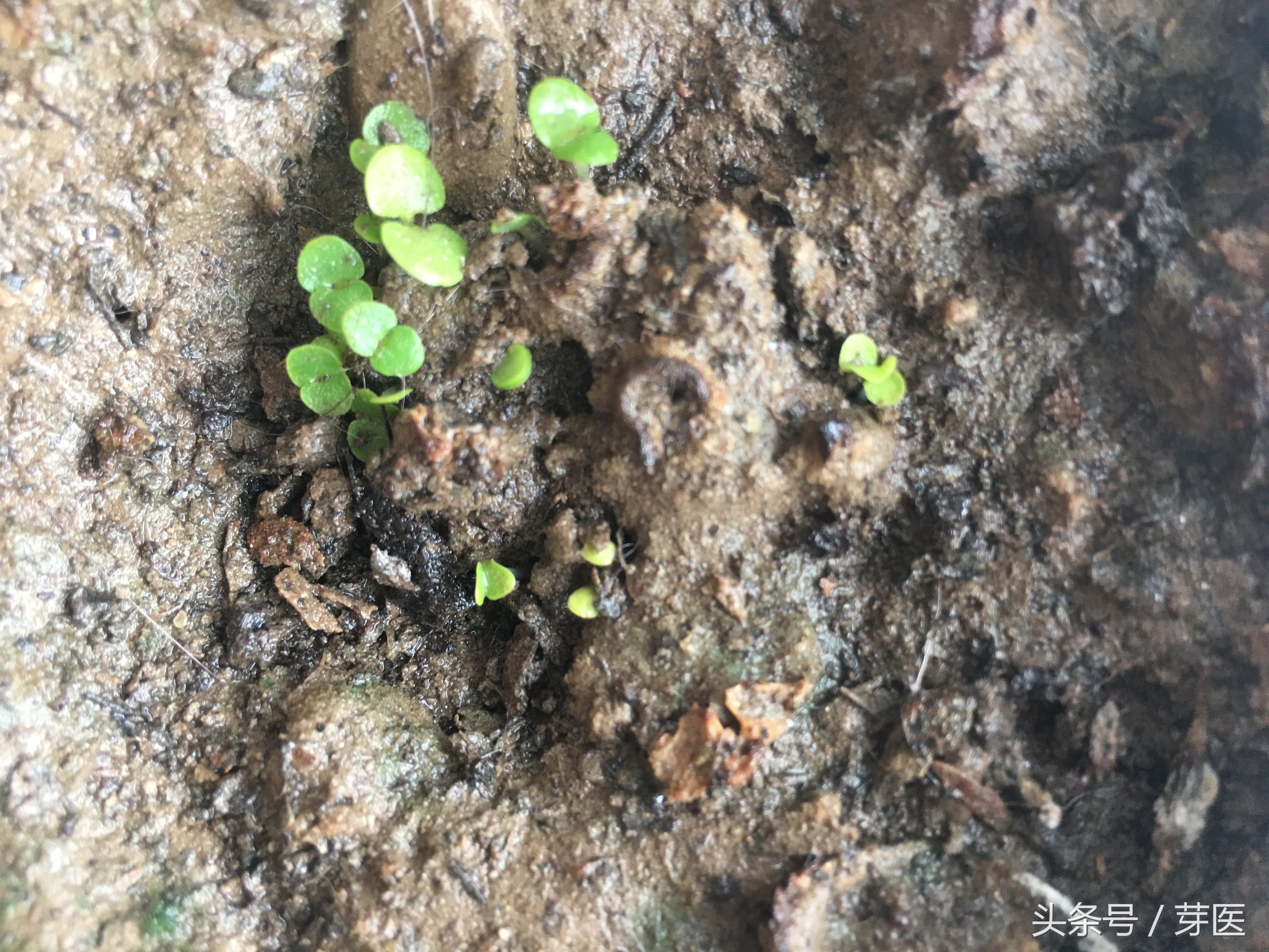 海藻面膜发芽种出来的是什么,海藻面膜是什么植物的种子