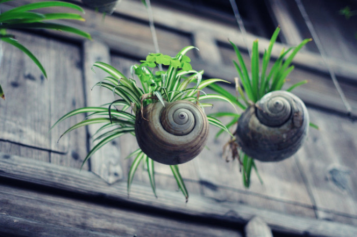 吸甲醛净化空气植物排名,吸甲醛的绿植排名喜阴植物