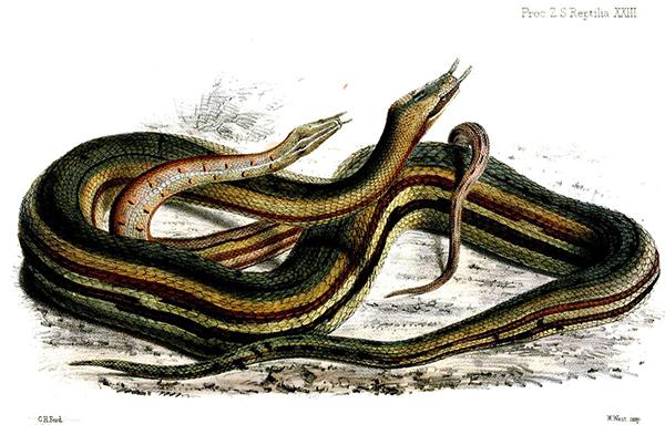 震惊！爬虫类竟会使“三十六计”（四）