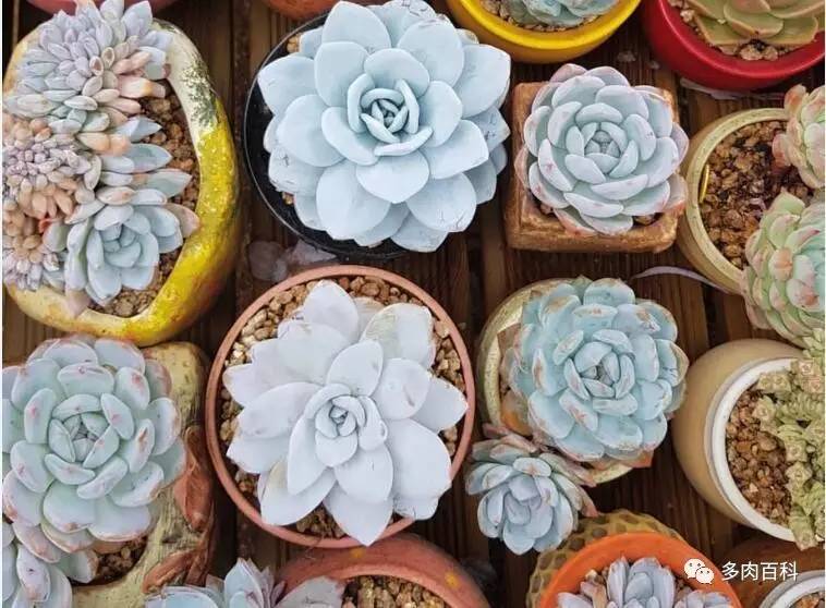 夏天多肉植物都养死了咋办,多肉植物夏季小窍门有哪些