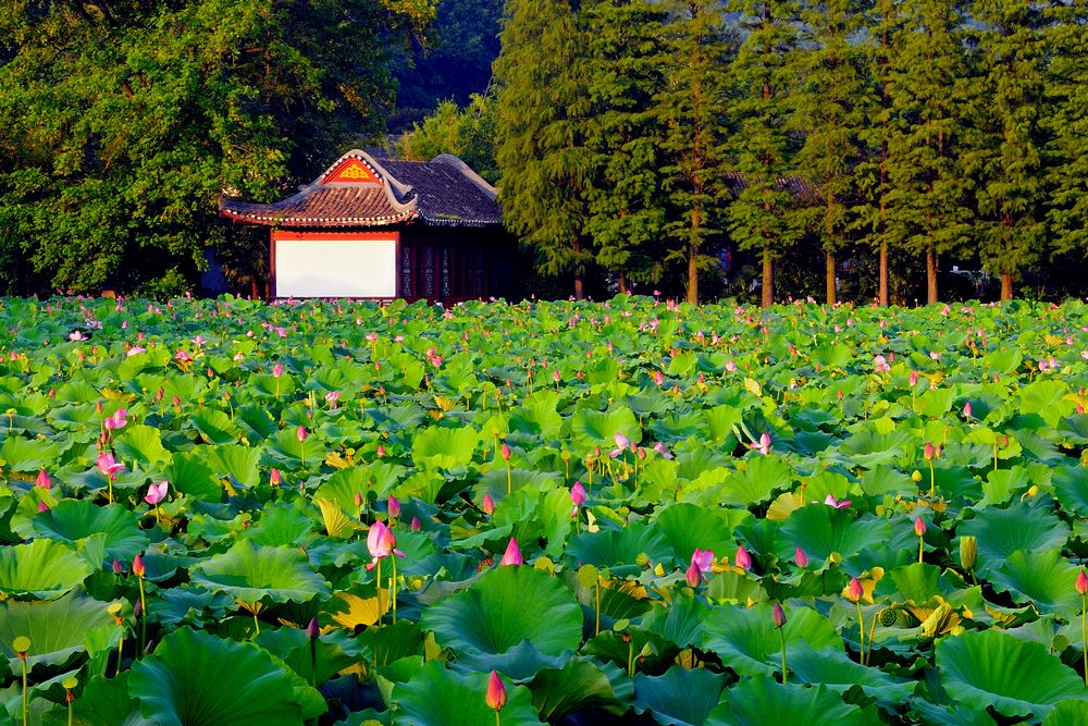 荷花和睡莲的区别在哪里,睡莲与荷花区别在什么地方