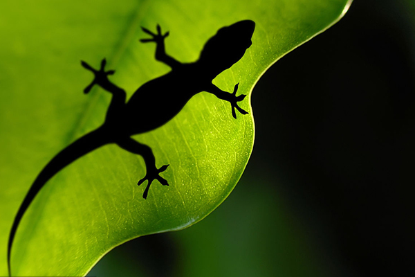 什么动物肾脏补肾最强,什么动物的肾可以补