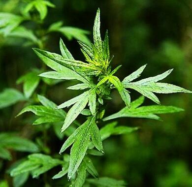 三伏天用艾水泡脚可以祛湿吗,三伏天用艾叶能清除身体的湿气吗