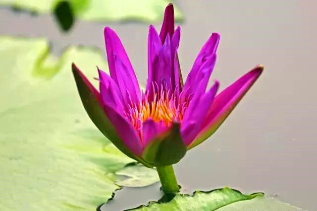 荷花和睡莲的区别在哪里,睡莲与荷花区别在什么地方