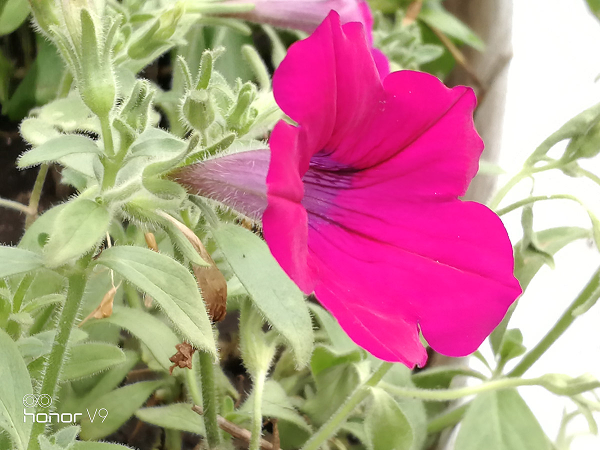 光荣9或v9值得购买吗,光荣v9光荣9哪个好