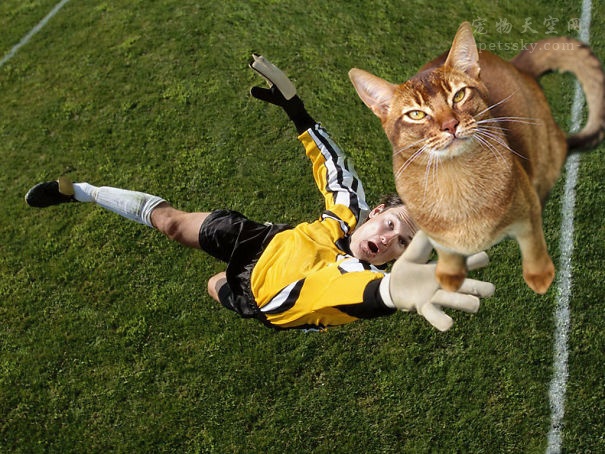 当把赛场上的足球PS成猫咪后，是不是有些搞笑？（12张）