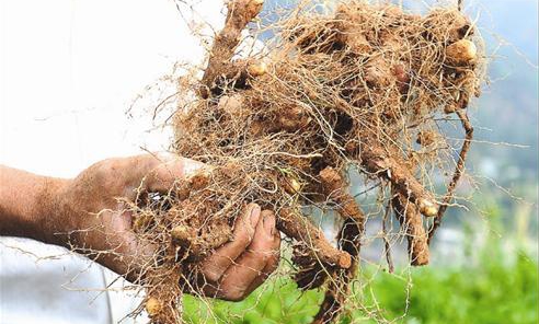 揭秘《魅力中国城》之“十堰”那些地道的美食五——郧西！秦之咽喉，楚之门户！献上四道小吃！