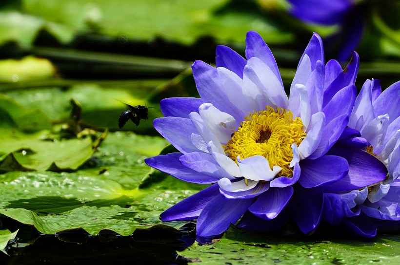 荷花和睡莲的区别在哪里,睡莲与荷花区别在什么地方