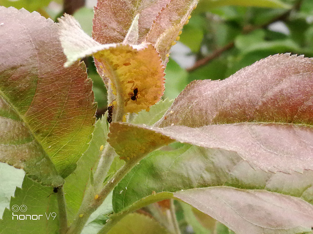 光荣9或v9值得购买吗,光荣v9光荣9哪个好