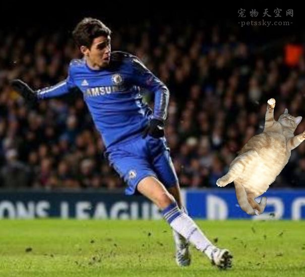 当把赛场上的足球PS成猫咪后，是不是有些搞笑？（12张）