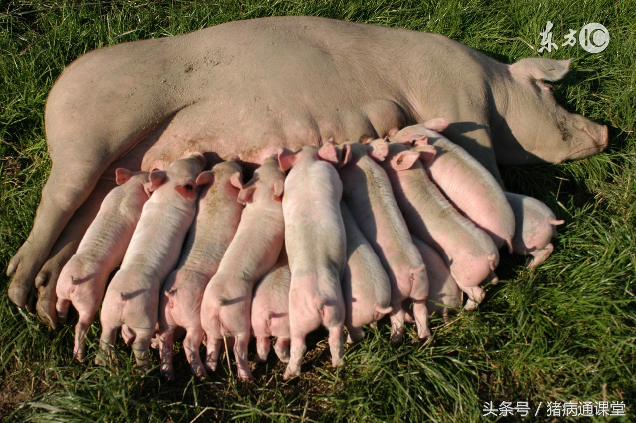 如何对产后的母猪打针用药？学学这些就够了！