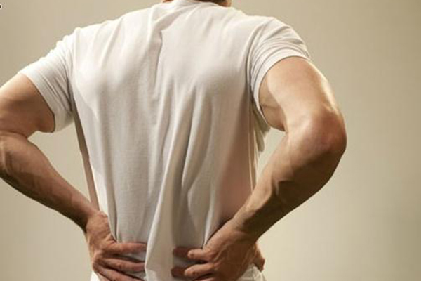 什么动物肾脏补肾最强,什么动物的肾可以补