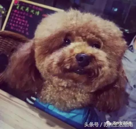 撸猫撸狗好去处苏州,苏州可以撸猫的园