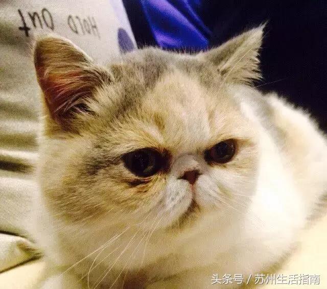 撸猫撸狗好去处苏州,苏州可以撸猫的园