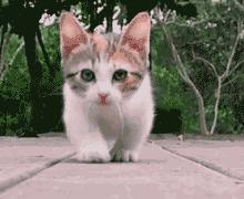 撸猫撸狗好去处苏州,苏州可以撸猫的园