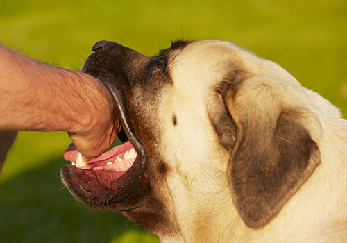 女子被狗咬打狂犬疫苗后死亡,被家狗咬伤打狂犬疫苗还会发作吗