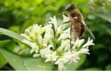 这种蜂蜜这么神奇？历代皇帝都喜欢！