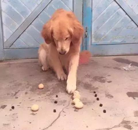 金毛犬的智商有多高,金毛犬智商有多高