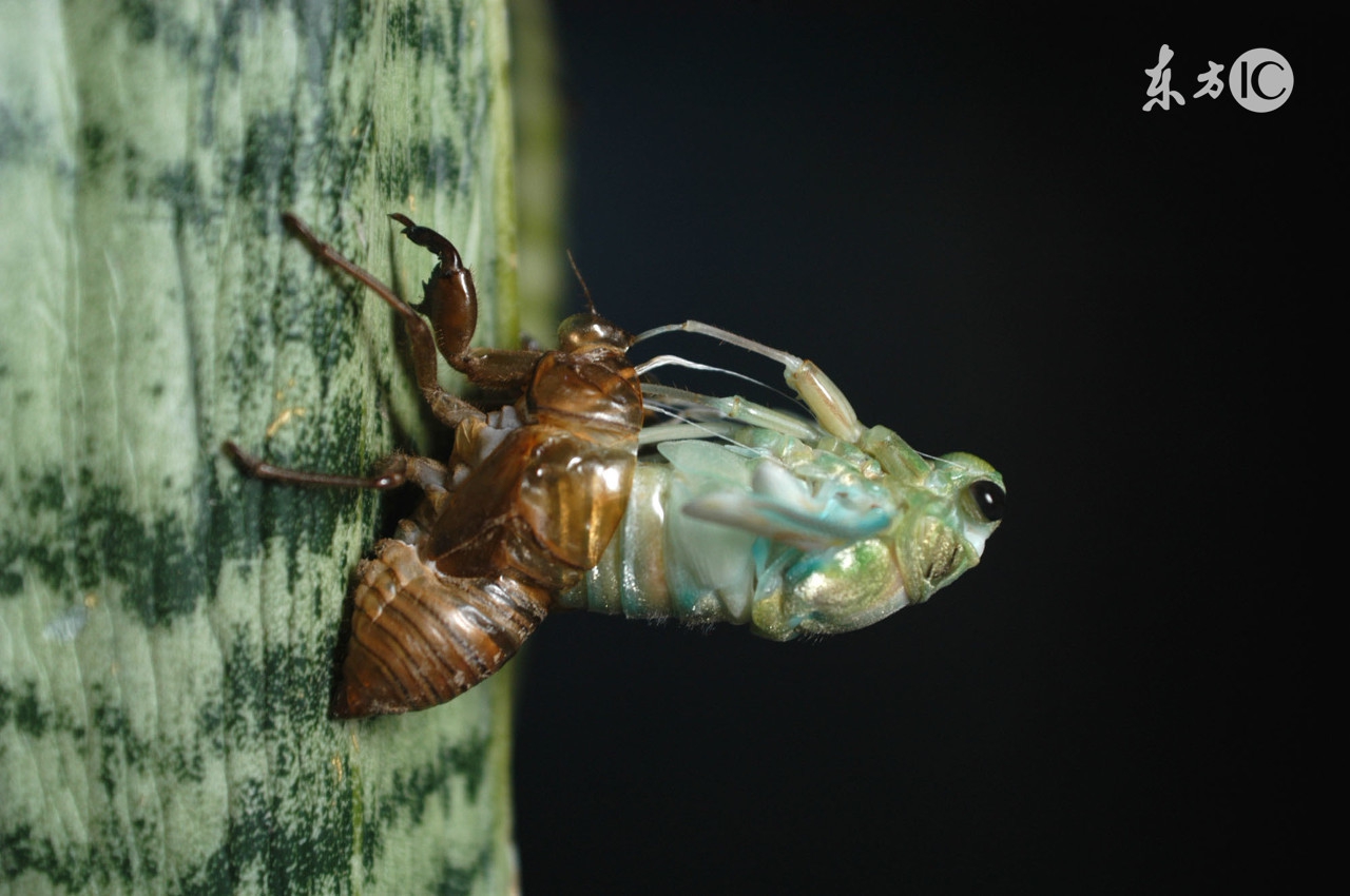 三十六计金蝉脱壳启示,三十六计金蝉脱壳教学
