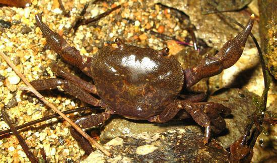 水生生物有哪些简单常见,水生常见生物