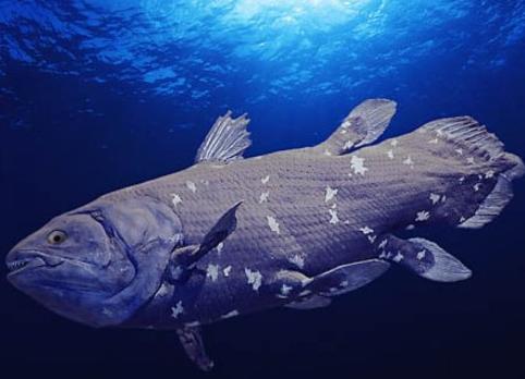 深海为什么总有”海怪“作怪，世界许多国家舰船的航海日志上，都有发现”海怪“的记录