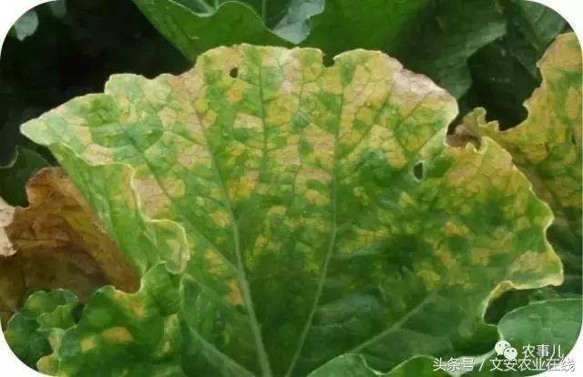 大白菜常见病虫害及防治方法,大白菜早期病虫害防治方法