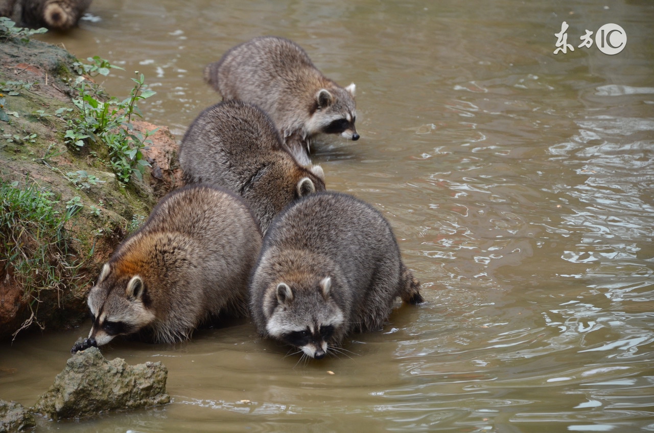 正确认识狂犬病知真相不恐慌,专家讲解狂犬病全过程