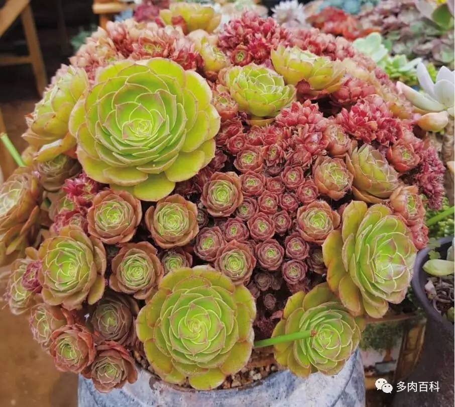 夏天多肉植物都养死了咋办,多肉植物夏季小窍门有哪些