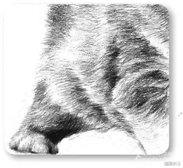 素描大熊猫,零基础怎么画出可爱猫咪素描教程