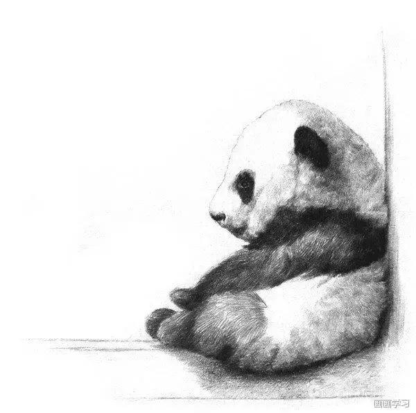 素描大熊猫,零基础怎么画出可爱猫咪素描教程