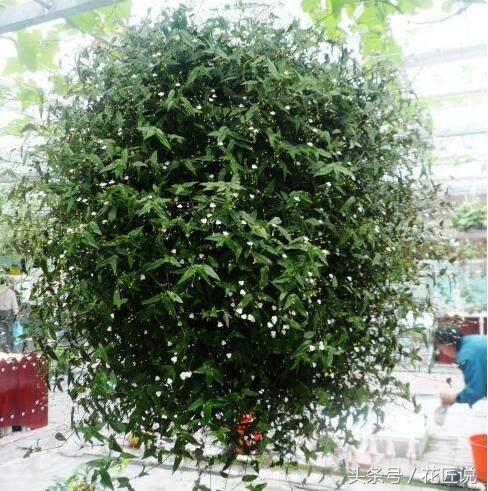 王昱珩热带雨林墙,王昱珩绿植墙怎么做的